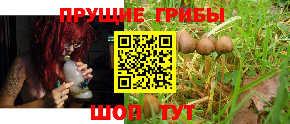 Прохладный  Псилоцибиновые грибы Cubensis  Галлюциногенные грибы прущие грибы  Вход с VPN 